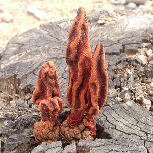 西藏特产回春草不老草顶天柱草苁蓉续阳草回心草泡酒料250克包邮