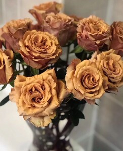 【稻香园艺】太妃糖 超新品厄瓜多尔玫瑰花苗咖啡色盆栽阳台花卉