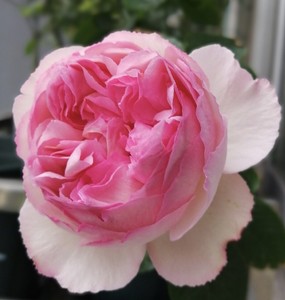 伊芙雪吻雪伯爵灌木盆种地栽月季新品花卉阳台盆栽四季开花