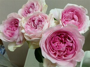 江苏茂芳花卉园艺有限公司淘宝大花浓香月季花苗伊芙芳香喷泉月季苗