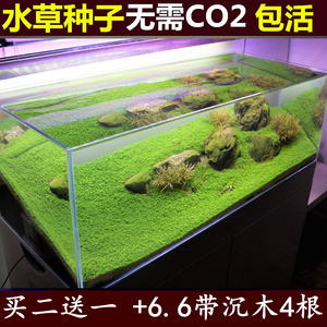 鱼缸装饰水草种子 前景活体造景 迷你真水草小对叶草皮种子牛毛毡
