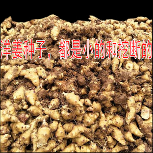 现挖新鲜野生洋姜种子都是小的和挖断的 鬼子姜甜阳姜菊芋姜不辣