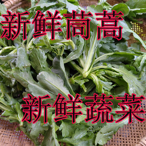 新鲜农家自种茼蒿菊花菜现摘现卖蔬菜桐花菜绿色纯天然时令蔬菜