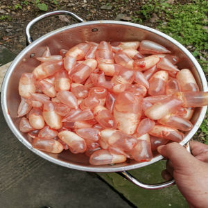 小鱼泡新鲜草鱼鲢鱼鱼宝鱼泡鱼漂鱼鳔鱼肚鱼胶花胶500克2斤包邮