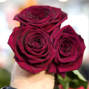 暗香月季花苗大花大马士革水果强香多季节开花抗病勤花黑红色好养