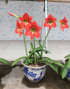 土朱顶红细长华胄 大红色土朱 大红色朱顶红细长华胄