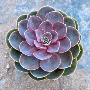 欧版紫珍珠 多肉植物大单头巨型老桩组合盆栽阳台庭院净化空气
