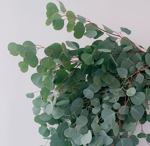 尤加利苹果叶圆叶配叶配花鲜花云南直发昆明直批基地斗南花市水养