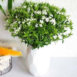 青梅鲜花家庭配花云南花卉花束家用水养真花插花昆明斗南市场