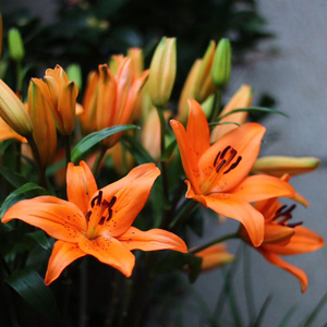 无香味橙色亚百合云南昆明斗南鲜花基地直发花卉市场花市水养插花