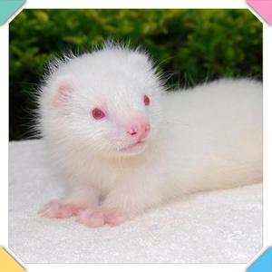 出售宠物貂活体幼貂宠物狐狸国产水貂白貂灰貂雪貂黑貂幼仔宝宝