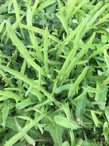 潮汕蒲公英 鹅公英 假蒲公英 鸭舌红 喉痛草 一斤500克