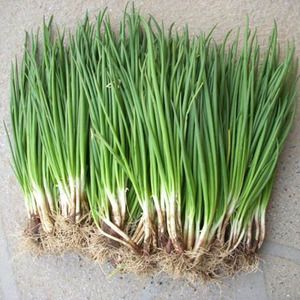 四季香葱分葱种苗 家庭栽培阳台盆栽葱苗播种蔬菜苗新品