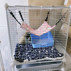 养貂当宠物_养宠物貂后悔_宠物貂好养吗