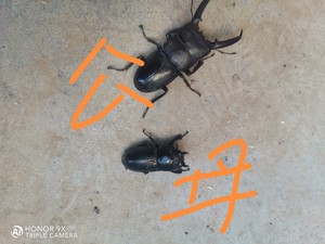 中国大扁锹甲成虫野生甲虫宠物独角仙活物秋甲中大爬虫包邮包活