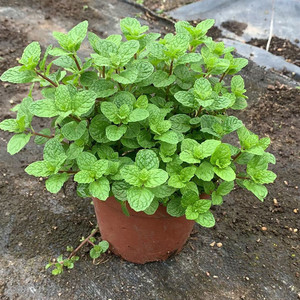留兰香食用薄荷盆栽