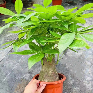 发财树大盆栽招财树头室内大型绿植花卉办公桌防辐射客厅净化空气