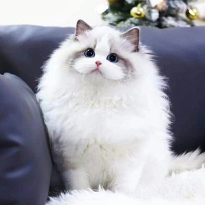 布偶猫纯种幼猫长毛海双赛级仙女猫重点色蓝双异瞳血统宠物活体
