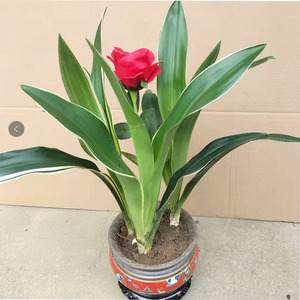 191人付款淘宝四季常青金边万年青苗金心冬青室外庭院大叶黄杨四川