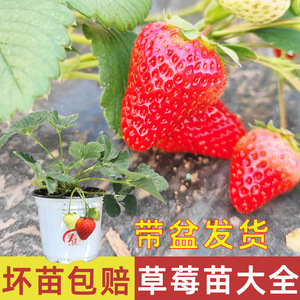 草莓种植苗盆栽红颜奶油草莓苗四季结果南方章姬苗秧带土白雪公主