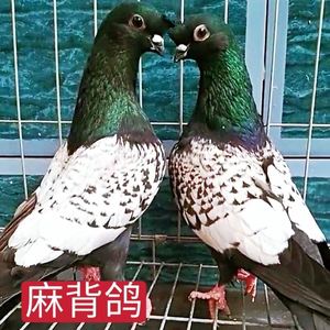 麻背鸽子观赏鸽