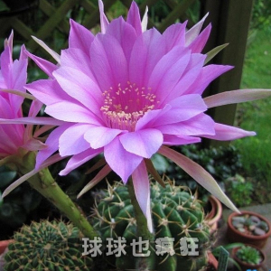 球球也疯狂 剑芒丸 多种花色随机发 实生仙人球 易开花开大花品种