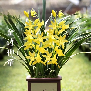 兰花【金边神童】不带花苞花卉盆栽花苗开花杂交兰花苗室内养不死