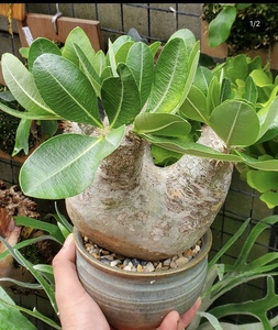 仙趣园象牙玉pachypodium eburneum棒槌树属马岛非洲块根多肉植物
