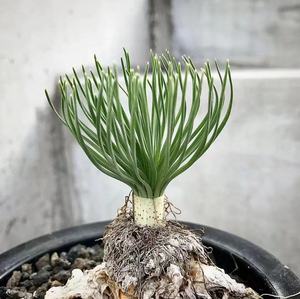 仙趣园 g属大花弹簧草gethyllis grandiflora南非进口球根植物