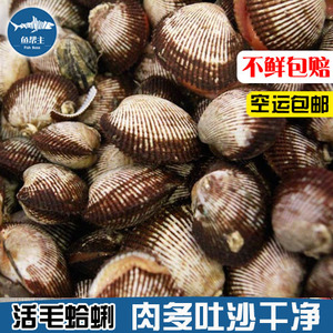 钦州水产当天然海鲜活毛蛤蜊毛蜊毛哈血蛤毛蚬子新鲜贝类毛嘎啦