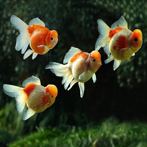 金鱼活体鱼苗冷水鱼观赏鱼宠物鱼皇冠珍珠