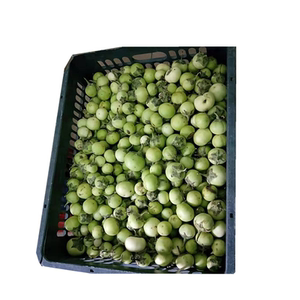 新鲜 小圆茄 绿茄子泰国料理越南菜 500g ca phao 需改邮