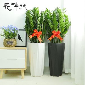 金钱树盆栽四季常青植物室内客厅办公室开业树大型绿植同城乔迁送