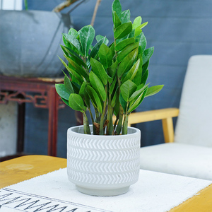 深圳花伴水小金钱树绿植盆栽办公桌前台室内花卉吸甲醛防辐射