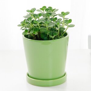 爱优尚碰碰香盆栽小型多肉植物室内桌面绿植花卉一抹香植物