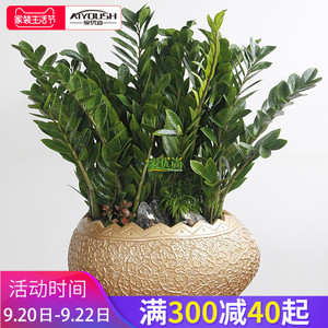 金钱树花盆