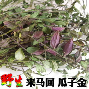 来马回野生中草药材新鲜瓜子金惊风草辰砂草勒马回金不换特级干货