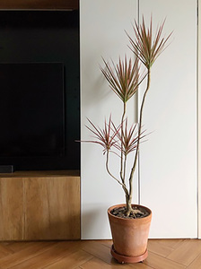 千年木七彩铁室内客厅北欧网红绿植吸甲醛步步高升造型金边千年木