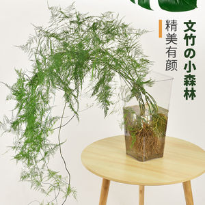 5年老桩文竹绿植盆栽室内植物客厅办公吸甲醛净化空气花卉(100cm)