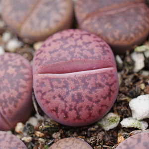 岛田3年生c393a 红紫柘榴玉生石花屁屁花种子多肉植物 华景多肉