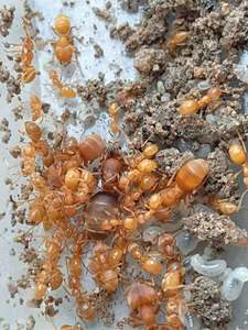 相似拟毛蚁蚂蚁队长宠物蚂蚁蚂蚁工坊黄金蚂蚁有分化