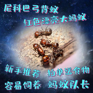 尼科巴弓背蚁C.nicobaresis 宠物蚂蚁活体科研儿童科普教学可干养