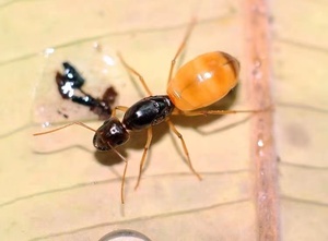 蚂蚁队长黑金土耳其黑金弓背蚁新后群落礼物蚂蚁宠物漂亮蚂蚁好看