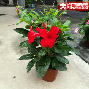 藤富贵藤爬庭园香水阳台藤法国藤飘香凌霄花包邮火焰红双喜盆栽藤