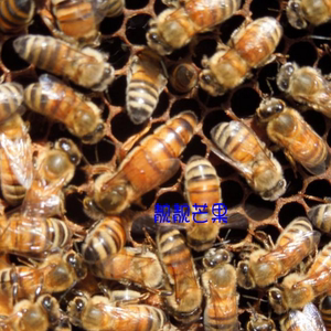 意蜂种蜂王
