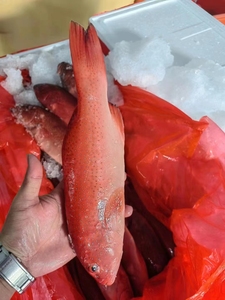 【大斑鱼】大斑鱼品牌,价格 - 阿里巴巴