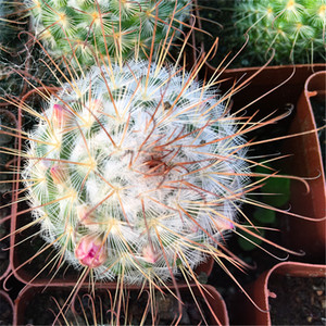 丰明丸实生仙人球多肉植物乳突属倒钩刺好养开花仙人掌丰明玉盆栽0人