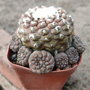 多肉植物仙人球"蜥蜴皮"疣仙人开花防辐射美观室内绿植盆栽