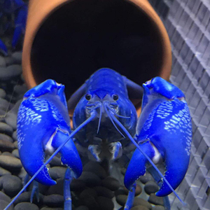 天空蓝魔鳌虾宠物虾人工天空蓝魔淡水观赏虾蓝鳌虾小龙虾精品包邮