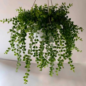 百万心吊兰植物花盆栽客厅盆景室内花卉四季常青好养植物带盆载好